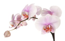 orchid ροζ στοκ εικόνες orchid ροζ στοκ εικόνες