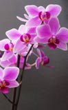 orchid ροζ στοκ φωτογραφίες orchid ροζ στοκ φωτογραφίες