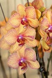 Orchid σκώρων στοκ φωτογραφία Orchid σκώρων στοκ φωτογραφία