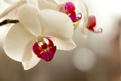 Orchidea bianca Immagini Stock Orchidea bianca Immagini Stock