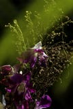 Orchidea porpora con il sole luminoso fotografia stock libera da diritti Orchidea porpora con il sole luminoso fotografia stock libera da diritti