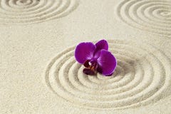 Orchidea porpora sul modello della sabbia fotografia stock libera da diritti Orchidea porpora sul modello della sabbia fotografia stock libera da diritti