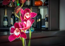 Orchidee stock afbeelding Orchidee stock afbeelding