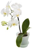 Orchidee Orchidee