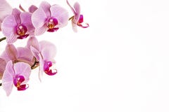 Orchidee Auf Einem Weissen Hintergrund Stockbild Bild Von Zeichen Pink 38457601