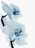 Orchidee blu