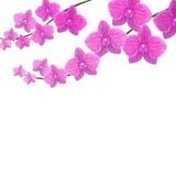 orchidee Dwa gałąź piękni fiołkowi realistyczni kwiaty pojedynczy białe tło ilustracja ilustracja wektor orchidee Dwa gałąź piękni fiołkowi realistyczni kwiaty pojedynczy białe tło ilustracja ilustracja wektor