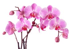 Orchidee rosa immagine stock Orchidee rosa immagine stock