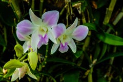 Orchidee w ogródzie w wiośnie dla orchidei fotografia royalty free Orchidee w ogródzie w wiośnie dla orchidei fotografia royalty free