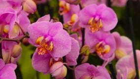 Orchideenblumenabschlu? oben, bl?hender Orchideenabschlu? oben, sch?ner Orchideenabschlu? oben stock video footage Orchideenblumenabschlu? oben, bl?hender Orchideenabschlu? oben, sch?ner Orchideenabschlu? oben stock video footage