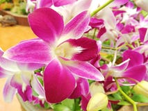 Orchideeroze in tuin Stock Afbeelding Orchideeroze in tuin Stock Afbeelding