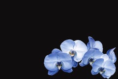 orchideeën royalty-vrije stock foto orchideeën royalty-vrije stock foto
