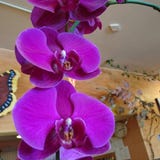 Orchideeën/purple royalty-vrije stock foto's Orchideeën/purple royalty-vrije stock foto's