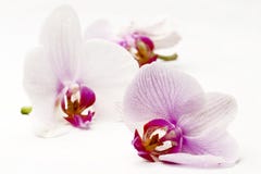 orchids fotografering för bildbyråer orchids fotografering för bildbyråer