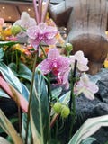 Tropical orchids in planting stock photo Tropical orchids in planting stock photo