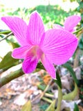 Orchidée images stock Orchidée images stock