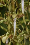 Orchidée de lézard image libre de droits Orchidée de lézard image libre de droits