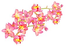 Orchidée moulue rouge photo libre de droits Orchidée moulue rouge photo libre de droits