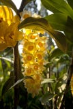 Orchidée rare jaune photo libre de droits Orchidée rare jaune photo libre de droits
