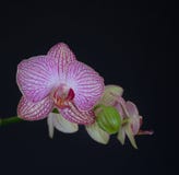 Aphrodite orchidee