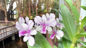 Orchidée thaïe photographie stock Orchidée thaïe photographie stock