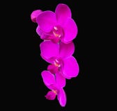 Orchidées roses vives de Phalaenopsis sur un fond noir dramatique photo stock Orchidées roses vives de Phalaenopsis sur un fond noir dramatique photo stock