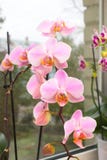 Orchidées sur la fenêtre Une orchidée tropicale vibrante de rose et de pêche fleurissent, fond floral Beau bouquet à la maison de Images libres de droits Orchidées sur la fenêtre Une orchidée tropicale vibrante de rose et de pêche fleurissent, fond floral Beau bouquet à la maison de Images libres de droits
