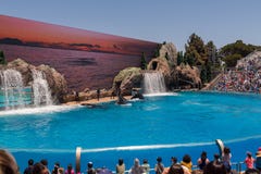 Orcinus Orca, Pod of Killer Whales Synchronize Breaches the water at aquarium in San Diego Sea World California stock photo Orcinus Orca, Pod of Killer Whales Synchronize Breaches the water at aquarium in San Diego Sea World California stock photo