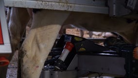 Ordeñadora de la vaca almacen de metraje de vídeo Ordeñadora de la vaca almacen de metraje de vídeo