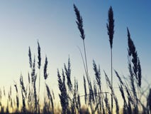 Orecchie del grano Campo di grano russo immagine stock libera da diritti Orecchie del grano Campo di grano russo immagine stock libera da diritti