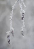 Orecchini della betulla sotto la neve, gelo, natura, pianta, stagione immagine stock libera da diritti Orecchini della betulla sotto la neve, gelo, natura, pianta, stagione immagine stock libera da diritti
