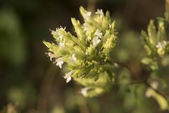 Oregano flower, Origanum vulgare royalty free stock photos Oregano flower, Origanum vulgare royalty free stock photos