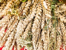 Orelhas do trigo da palha seca do feno recolhida em um ramalhete com sementes e hastes, folhas O fundo Textura imagens de stock Orelhas do trigo da palha seca do feno recolhida em um ramalhete com sementes e hastes, folhas O fundo Textura imagens de stock