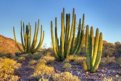 Organ Pipe Cactus Stock Photos Organ Pipe Cactus Stock Photos