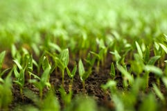 Organic Farming Stock Photos Organic Farming Stock Photos