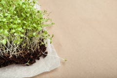 Organic micro greens grown at home. Empty space for text royalty free stock photo Organic micro greens grown at home. Empty space for text royalty free stock photo