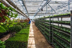 Organic ornamental plants cultivation nursery farm. Large modern hothouse or greenhouse, farming growing seedings production stock image Organic ornamental plants cultivation nursery farm. Large modern hothouse or greenhouse, farming growing seedings production stock image