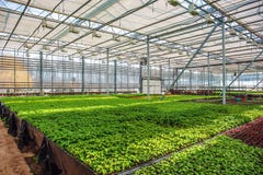 Organic ornamental plants and flowers in modern hydroponic greenhouse or hothouse with climate control system royalty free stock images Organic ornamental plants and flowers in modern hydroponic greenhouse or hothouse with climate control system royalty free stock images