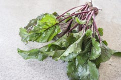 Fresh organic sugar beet royalty free stock photo Fresh organic sugar beet royalty free stock photo