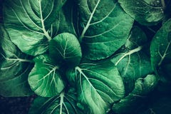 Organic Vegetables,  Vegetables Leaves Green Dark And Drop Of Water. Beautiful Dark Green Leaves Royalty Free Stock Photo