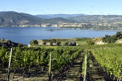 Organic Vineyard Naramata Okanagan Valley British Columbia Stock Image Organic Vineyard Naramata Okanagan Valley British Columbia Stock Image
