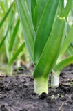 Organically cultivated leek plantation in the vegetable garden stock image Organically cultivated leek plantation in the vegetable garden stock image