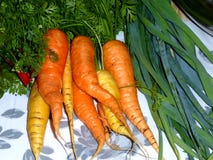 Organically grown Carrots and Parsnips displayed on a table royalty free stock images Organically grown Carrots and Parsnips displayed on a table royalty free stock images