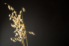 Organicznie owsa ucho odizolowywający na odizolowywać czarnego tło adra, opróżnia przestrzeń dla teksta zdjęcie royalty free Organicznie owsa ucho odizolowywający na odizolowywać czarnego tło adra, opróżnia przestrzeń dla teksta zdjęcie royalty free