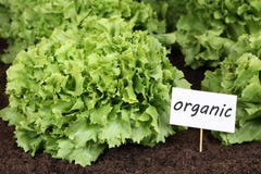 Organicznie sałata w jarzynowym ogródzie fotografia stock Organicznie sałata w jarzynowym ogródzie fotografia stock