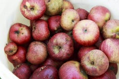 Organisch Rood Johnny Apples in een plastic emmer royalty-vrije stock foto Organisch Rood Johnny Apples in een plastic emmer royalty-vrije stock foto