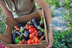 Organische Landwirtschaft stockbilder Organische Landwirtschaft stockbilder