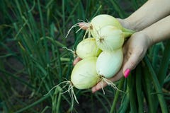 Organische Zwiebeln des jungen neuen Frühlinges in der Hand einer Frau lizenzfreies stockbild Organische Zwiebeln des jungen neuen Frühlinges in der Hand einer Frau lizenzfreies stockbild