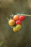 Organiska och lösa tomater i naturlig miljö royaltyfria bilder Organiska och lösa tomater i naturlig miljö royaltyfria bilder