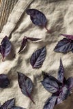 Organiska rå purpurfärgade Opal Basil royaltyfri bild Organiska rå purpurfärgade Opal Basil royaltyfri bild